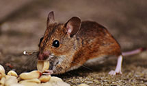 24 Hour & Emergency Exterminators in Fennville, MI